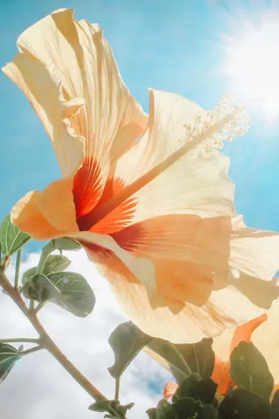 AURAN Amber Romantik Çubuklu Oda Kokusu 50 ml.